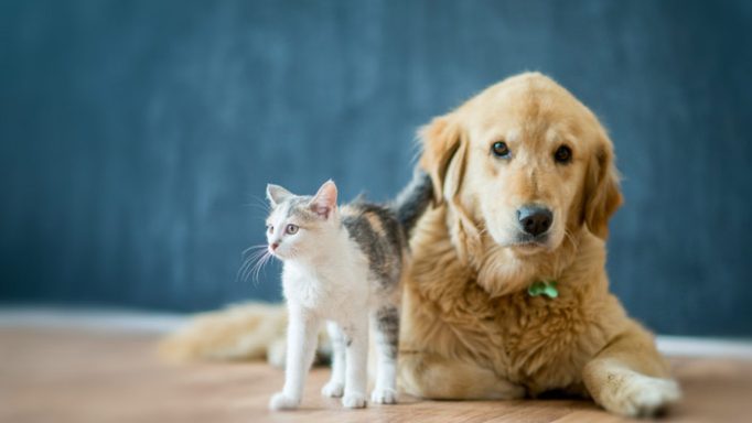 Een goudkleurige hond en een kat zitten naast elkaar op de vloer.